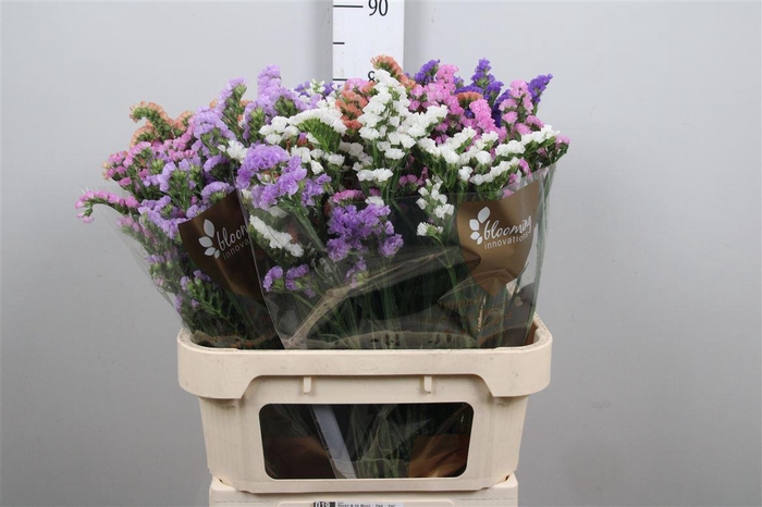 <h4>Lim S Gemengd St</h4>