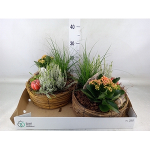 Arr.   Tuinplanten L%