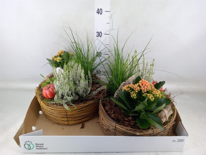 <h4>Arr.   Tuinplanten L%</h4>