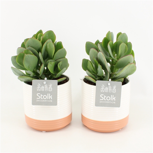 <h4>Crassula Arborescens in Milou keramiek</h4>