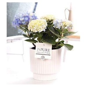 Hydrangea blue in P&PURE Ivy ceramics shiny white