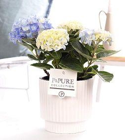 <h4>Hydrangea blue in P&PURE Ivy ceramics shiny white</h4>