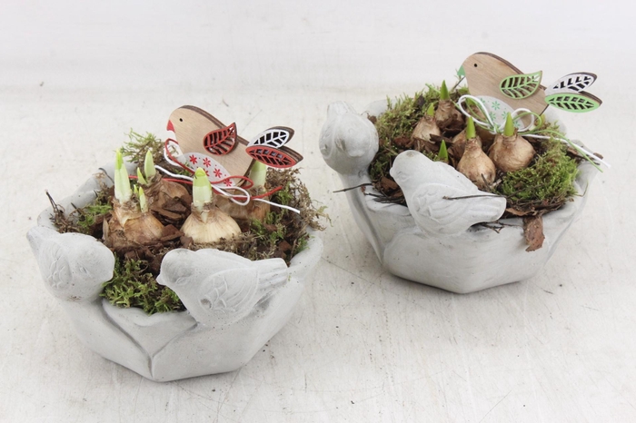 <h4>arr4 Bollenmix MB - Vogel schaaltje rond x3</h4>