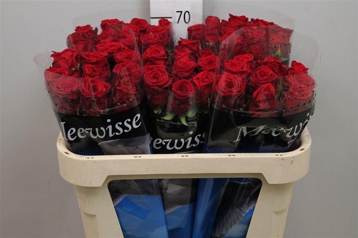 <h4>R Gr Red Naomi!</h4>