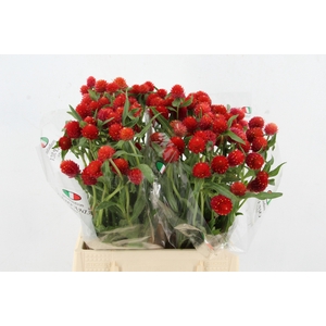 GOMPHRENA RED