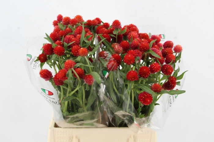 <h4>GOMPHRENA RED</h4>