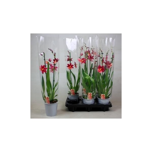 <h4>Cambria Nelly Isler 2T kort</h4>