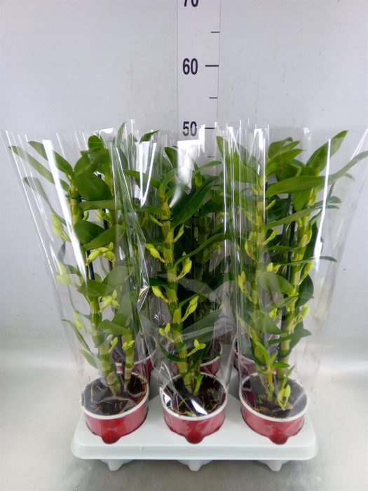 <h4>Dendrobium nob. 'StarCla Apollon'</h4>