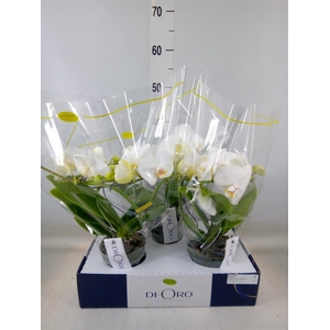 Phalaenopsis   ...white