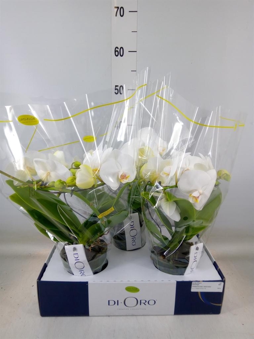 <h4>Phalaenopsis   ...white</h4>