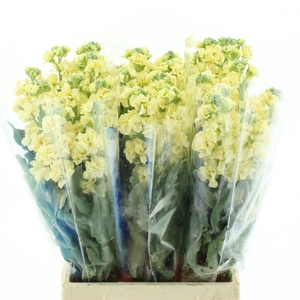Matth Incana Iron Yellow