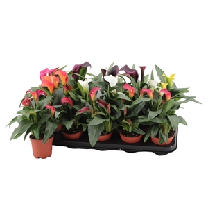 Zantedeschia gemengd