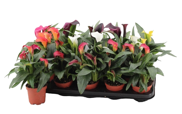 <h4>Zantedeschia gemengd</h4>