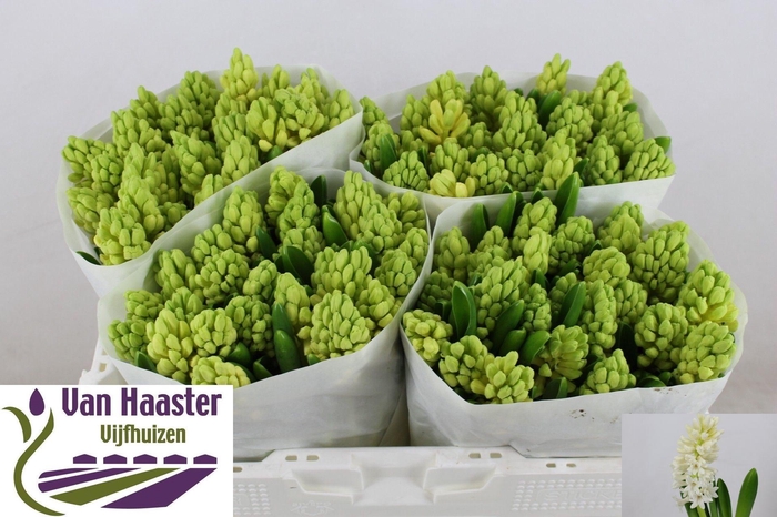 <h4>HYAC LOUVRE</h4>