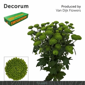 CHR T DELIGREEN