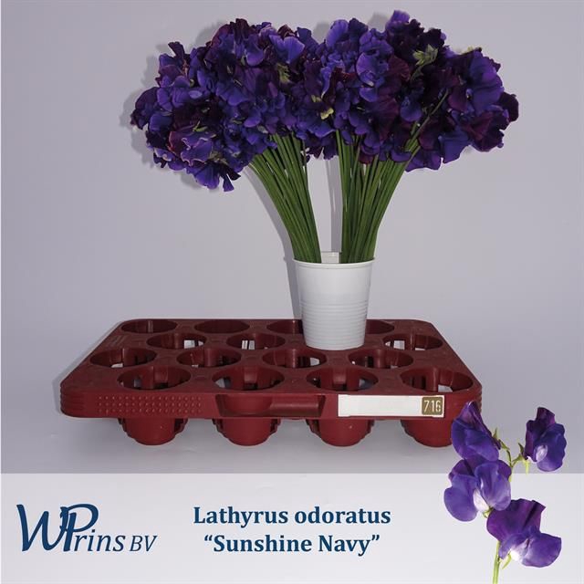 <h4>LATHYR WI SUNSH NAVY</h4>