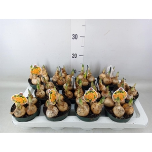 Narcissus LC 'Bright Corsage'