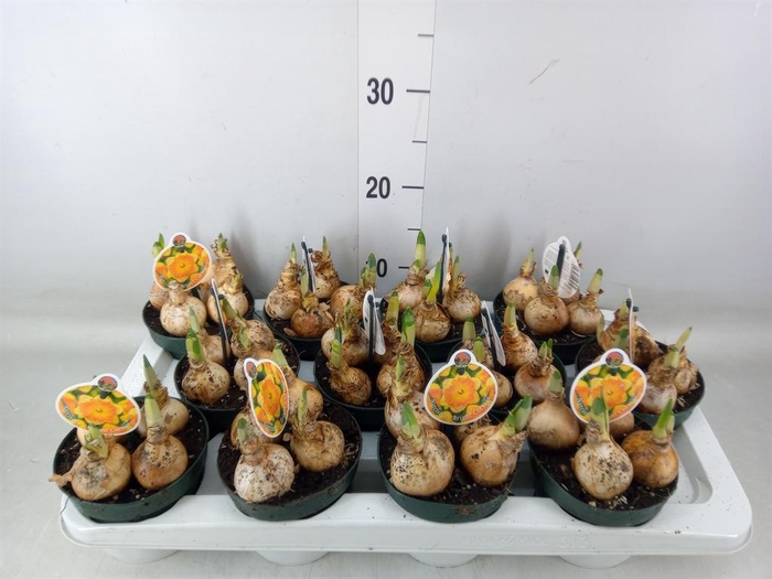 <h4>Narcissus LC 'Bright Corsage'</h4>