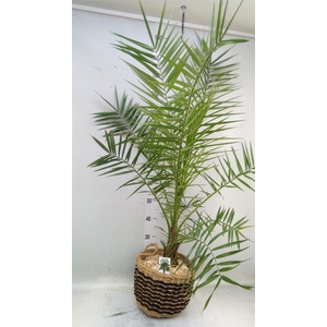 Arr.   Kamerplant Groen H%