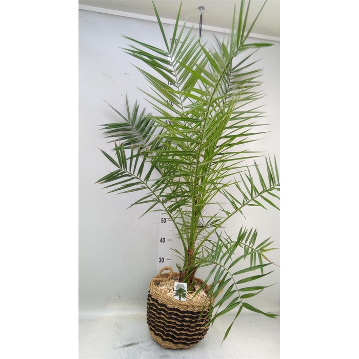 <h4>Arr.   Kamerplant Groen H%</h4>