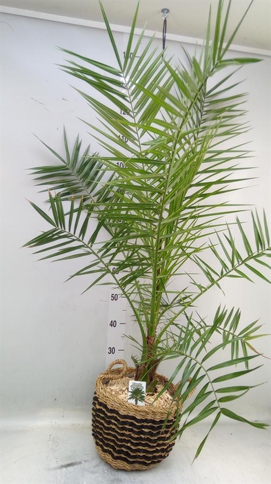 <h4>Arr.   Kamerplant Groen H%</h4>