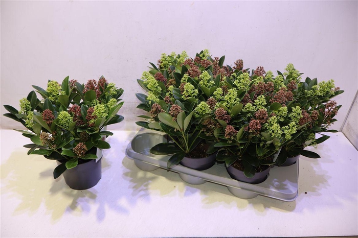 <h4>Skim Japonica</h4>