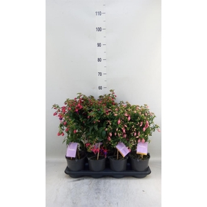 Fuchsia   ...mix