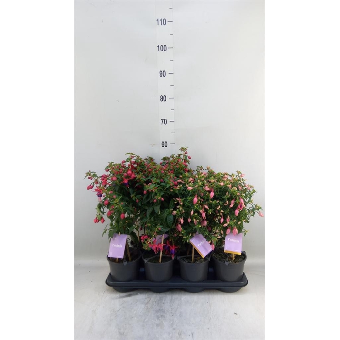 <h4>Fuchsia   ...mix</h4>