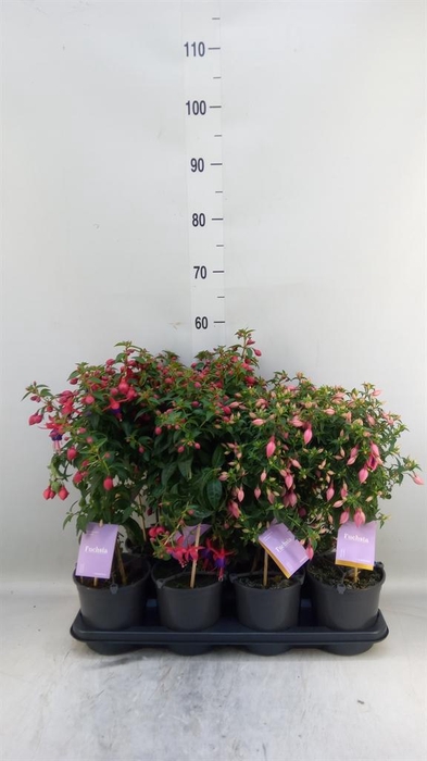 <h4>Fuchsia   ...mix</h4>