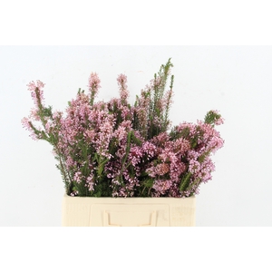 ERICA PINK PER BUNCH
