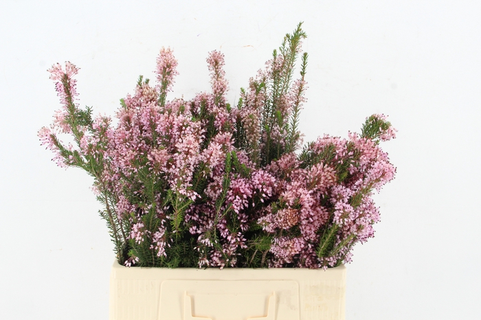 <h4>ERICA PINK PER BUNCH</h4>