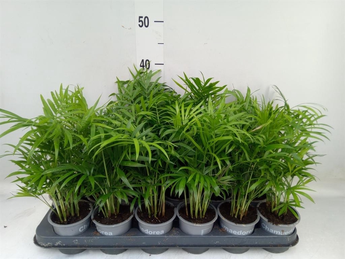 <h4>Chamaedorea elegans</h4>