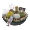 PTCT4680 Arrangementen Cactus