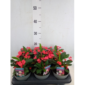 Euphorbia milii 'Maxi Olympia'