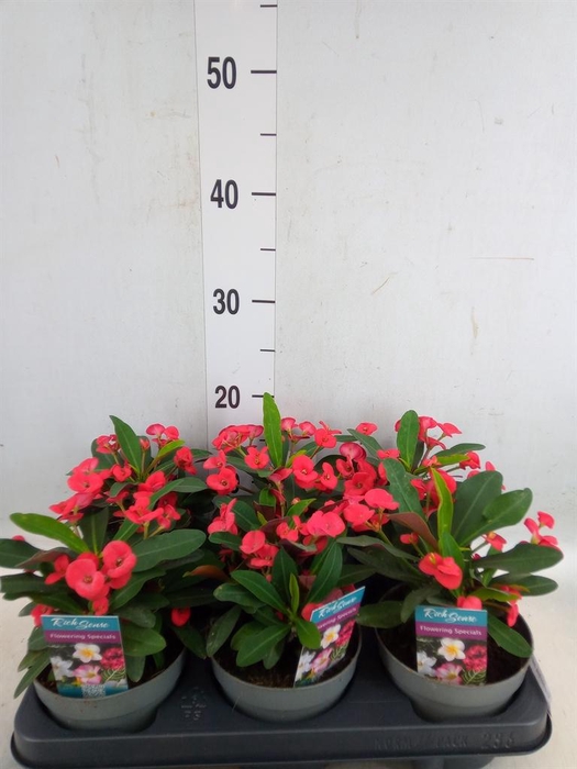 <h4>Euphorbia milii 'Maxi Olympia'</h4>