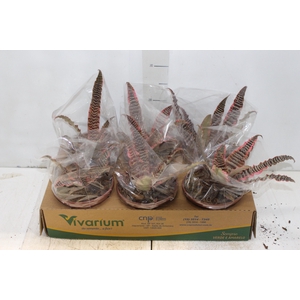 CRYPTANTHUS P14