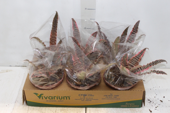 <h4>CRYPTANTHUS P14</h4>