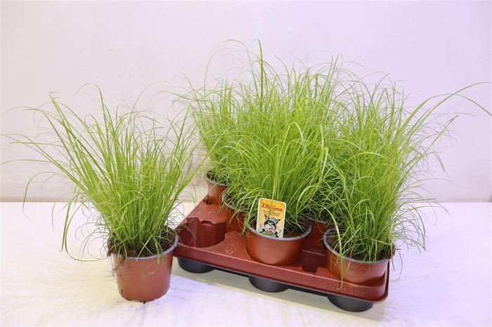 <h4>Cyper Alt Zumula</h4>