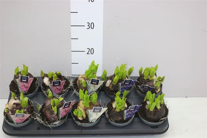 <h4>Hyacinthus Multiflora Gemengd</h4>