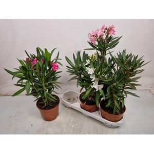 NERI OLEANDER
