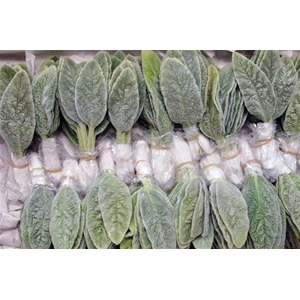 Stachys Byz Per Bunch 20 Pcs