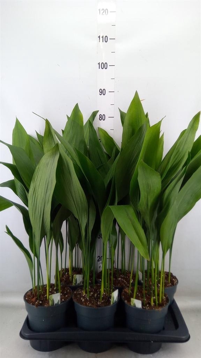 <h4>Aspidistra elat.</h4>