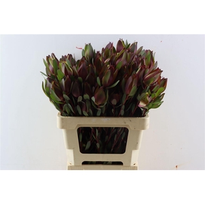 Leucad Senorita Spray 60cm