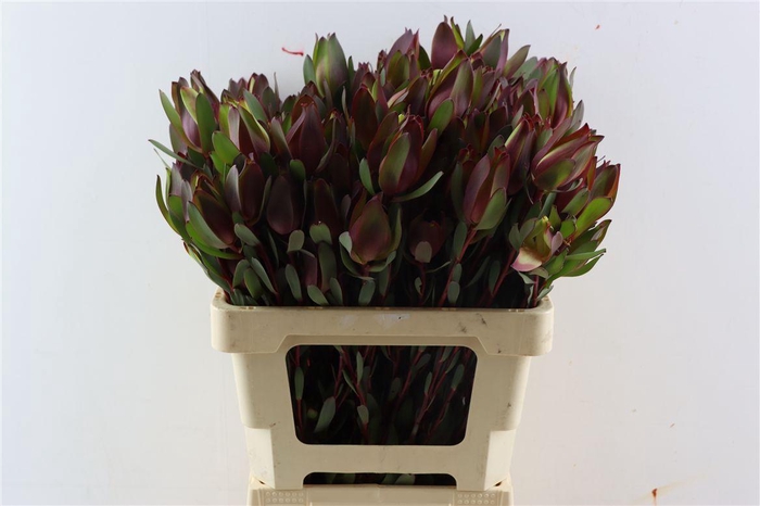 <h4>Leucad Senorita Spray 60cm</h4>