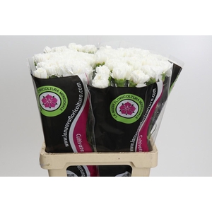 Dianthus St Holly