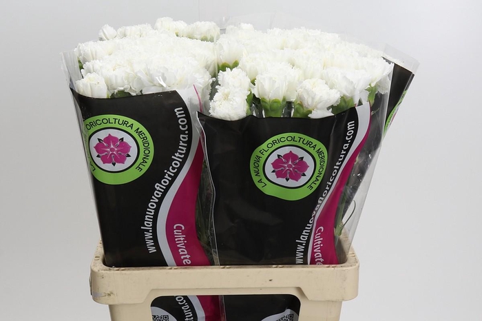 Dianthus St Holly