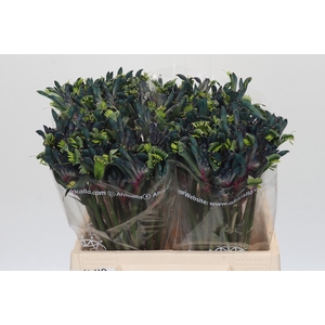 Anigozanthos Celebrations Firework