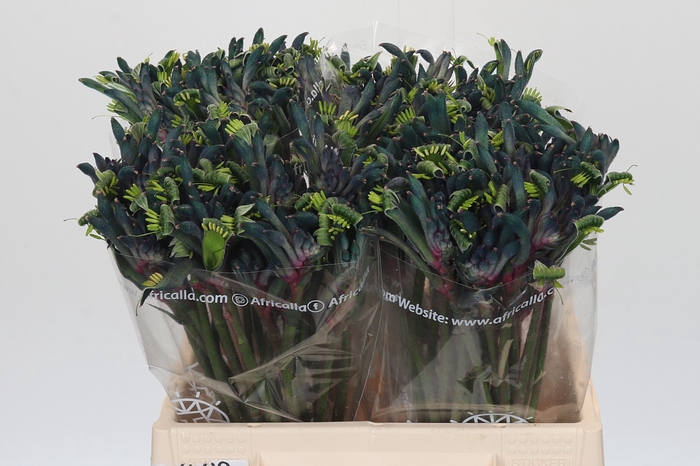Anigozanthos Celebrations Firework
