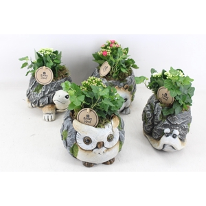 arr2 PL - Dierenmix indoor