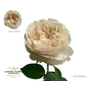 Rosa Garden Wedding Chapel